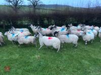 31 IN-LAMB 4T MULE EWES - BIDS PER HEAD - 14