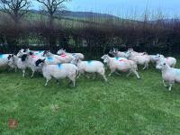 31 IN-LAMB 4T MULE EWES - BIDS PER HEAD - 15