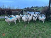 31 IN-LAMB 4T MULE EWES - BIDS PER HEAD - 16