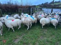 31 IN-LAMB 4T MULE EWES - BIDS PER HEAD - 18