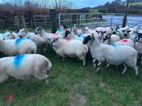 31 IN-LAMB 4T MULE EWES - BIDS PER HEAD - 19