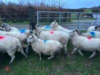 31 IN-LAMB 4T MULE EWES - BIDS PER HEAD - 21