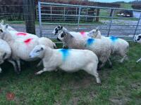 31 IN-LAMB 4T MULE EWES - BIDS PER HEAD - 22