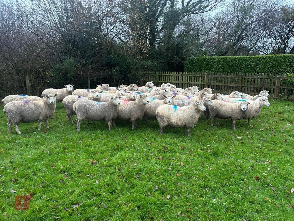 35 IN-LAMB HIGHLANDER EWES - BIDS PER HEAD