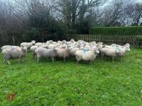35 IN-LAMB HIGHLANDER EWES - BIDS PER HEAD