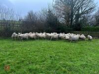 35 IN-LAMB HIGHLANDER EWES - BIDS PER HEAD - 2