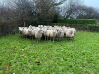 35 IN-LAMB HIGHLANDER EWES - BIDS PER HEAD - 3