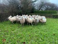 35 IN-LAMB HIGHLANDER EWES - BIDS PER HEAD - 4