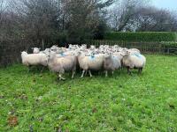 35 IN-LAMB HIGHLANDER EWES - BIDS PER HEAD - 5