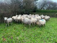 35 IN-LAMB HIGHLANDER EWES - BIDS PER HEAD - 6