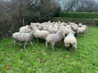 35 IN-LAMB HIGHLANDER EWES - BIDS PER HEAD - 7