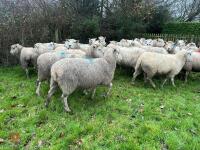 35 IN-LAMB HIGHLANDER EWES - BIDS PER HEAD - 8