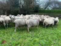 35 IN-LAMB HIGHLANDER EWES - BIDS PER HEAD - 9