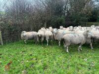 35 IN-LAMB HIGHLANDER EWES - BIDS PER HEAD - 10
