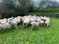 35 IN-LAMB HIGHLANDER EWES - BIDS PER HEAD - 11
