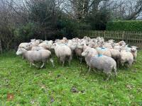 35 IN-LAMB HIGHLANDER EWES - BIDS PER HEAD - 12