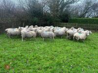 35 IN-LAMB HIGHLANDER EWES - BIDS PER HEAD - 13