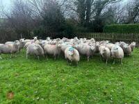 35 IN-LAMB HIGHLANDER EWES - BIDS PER HEAD - 14