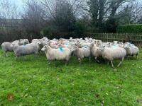 35 IN-LAMB HIGHLANDER EWES - BIDS PER HEAD - 15