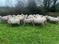 35 IN-LAMB HIGHLANDER EWES - BIDS PER HEAD - 16