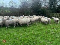 35 IN-LAMB HIGHLANDER EWES - BIDS PER HEAD - 17