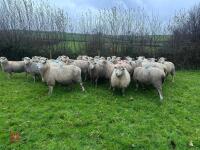 35 IN-LAMB HIGHLANDER EWES - BIDS PER HEAD - 18