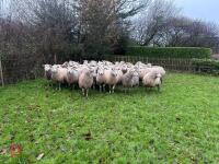 35 IN-LAMB HIGHLANDER EWES - BIDS PER HEAD - 19