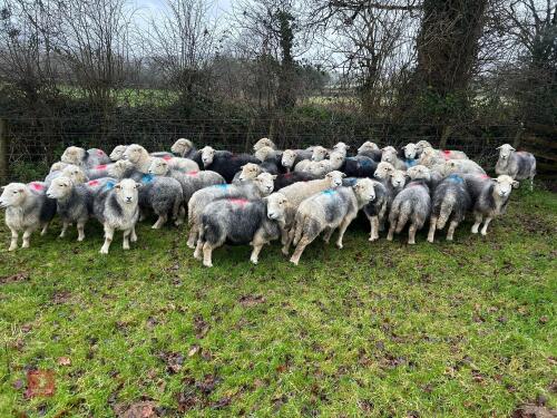 54 IN-LAMB FULL MOUTH HERDWICK EWES - BIDS PER HEAD