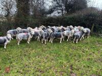 54 IN-LAMB FULL MOUTH HERDWICK EWES - BIDS PER HEAD - 3