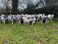 54 IN-LAMB FULL MOUTH HERDWICK EWES - BIDS PER HEAD - 5