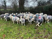 54 IN-LAMB FULL MOUTH HERDWICK EWES - BIDS PER HEAD - 6