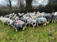 54 IN-LAMB FULL MOUTH HERDWICK EWES - BIDS PER HEAD - 8