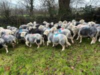 54 IN-LAMB FULL MOUTH HERDWICK EWES - BIDS PER HEAD - 9