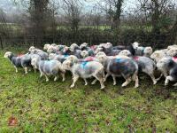 54 IN-LAMB FULL MOUTH HERDWICK EWES - BIDS PER HEAD - 10