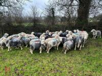 54 IN-LAMB FULL MOUTH HERDWICK EWES - BIDS PER HEAD - 13