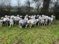 54 IN-LAMB FULL MOUTH HERDWICK EWES - BIDS PER HEAD - 14