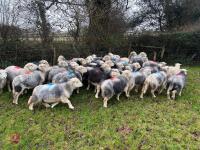 54 IN-LAMB FULL MOUTH HERDWICK EWES - BIDS PER HEAD - 15