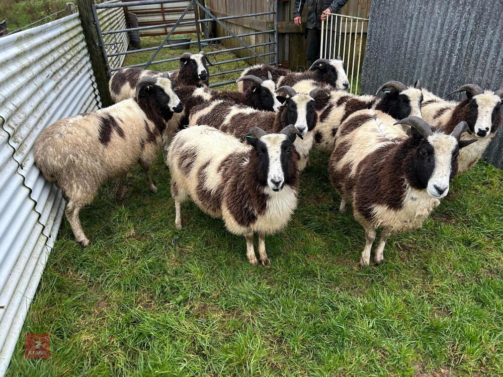9 IN-LAMB JACOB EWES - BIDS PER HEAD
