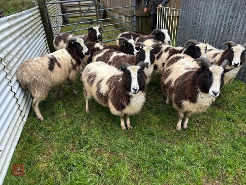 9 IN-LAMB JACOB EWES - BIDS PER HEAD