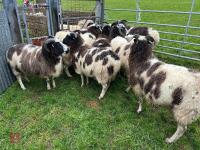 9 IN-LAMB JACOB EWES - BIDS PER HEAD - 2
