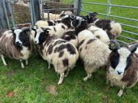 9 IN-LAMB JACOB EWES - BIDS PER HEAD - 3