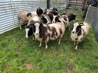 9 IN-LAMB JACOB EWES - BIDS PER HEAD - 4