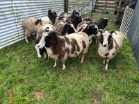 9 IN-LAMB JACOB EWES - BIDS PER HEAD - 5