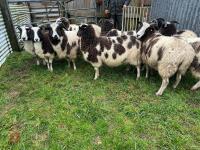 9 IN-LAMB JACOB EWES - BIDS PER HEAD - 6