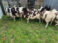 9 IN-LAMB JACOB EWES - BIDS PER HEAD - 7