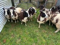 9 IN-LAMB JACOB EWES - BIDS PER HEAD - 8