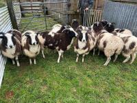 9 IN-LAMB JACOB EWES - BIDS PER HEAD - 9