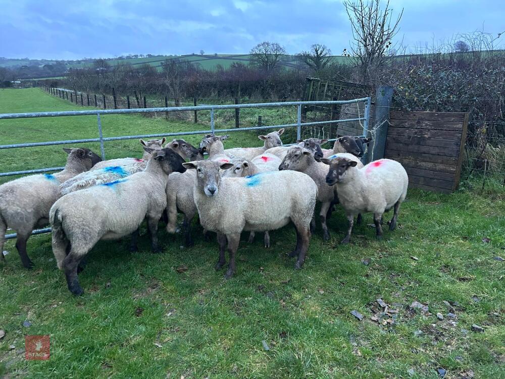 14 IN-LAMB SUFFOLK X EWES - BIDS PER HEAD