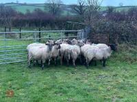 14 IN-LAMB SUFFOLK X EWES - BIDS PER HEAD - 2