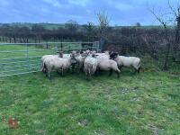 14 IN-LAMB SUFFOLK X EWES - BIDS PER HEAD - 3